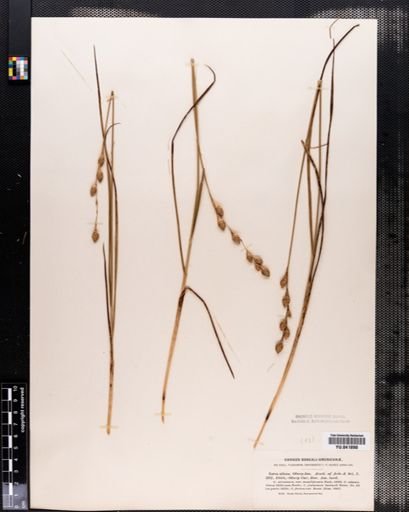 Carex silicea