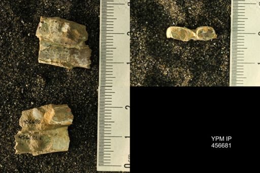 Baculites sp.