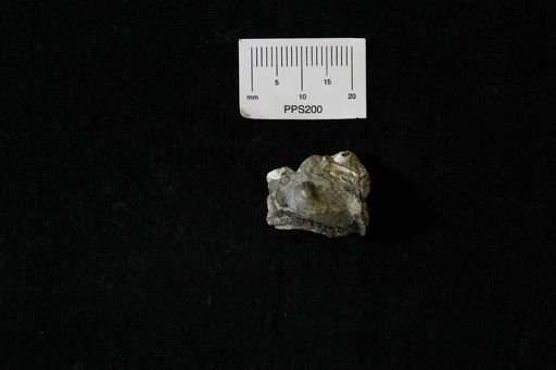 undet. Bivalvia