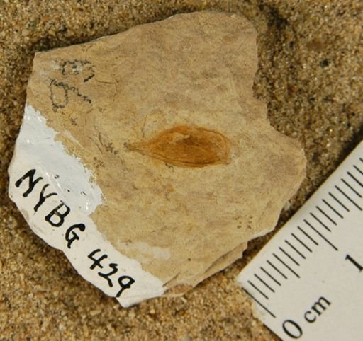 Eucommia montana