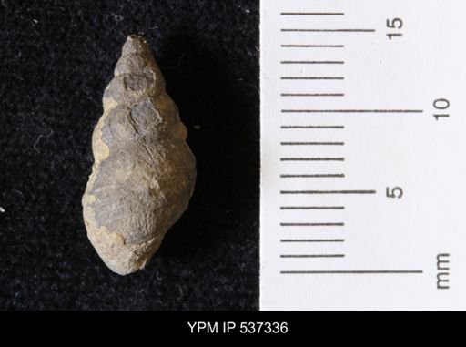 Goniobasis ortmanni