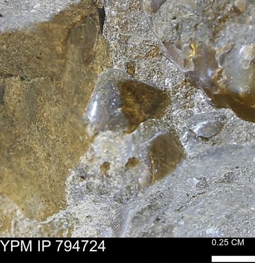 undet. Bivalvia