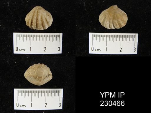 Enteletes pugnoides