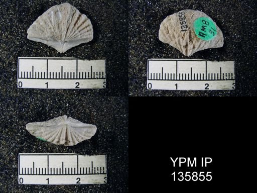 Spiriferina (Punctospirifer) cristata