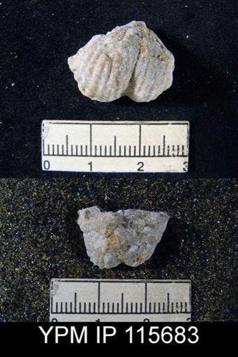 Marginifera reticulata
