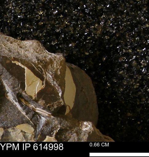 undet. Mollusca