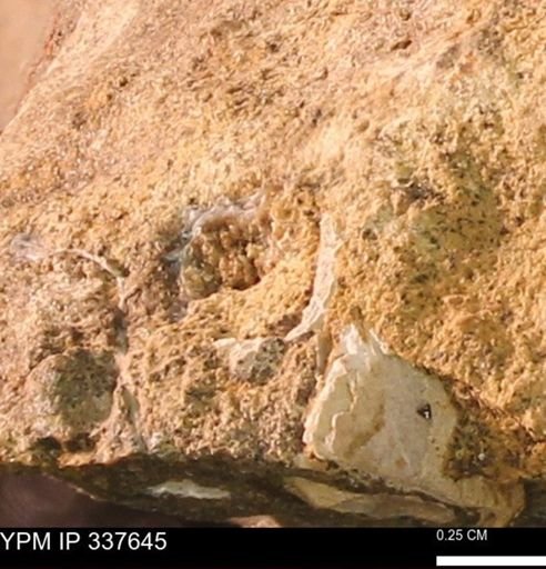 undet. Mollusca