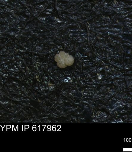 undet. Rugoglobigerinidae