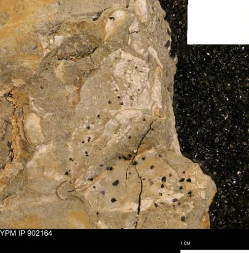 undet. Mollusca