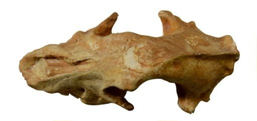 Borophagus littoralis