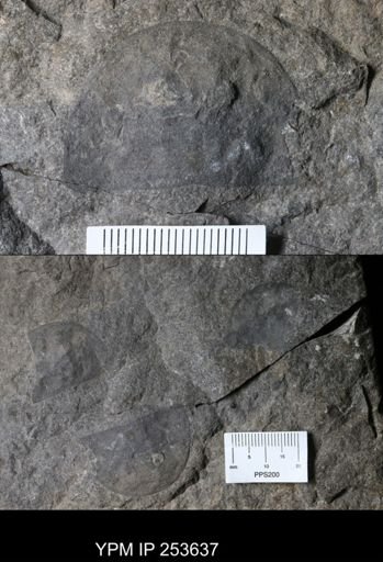 Erieopterus sp.