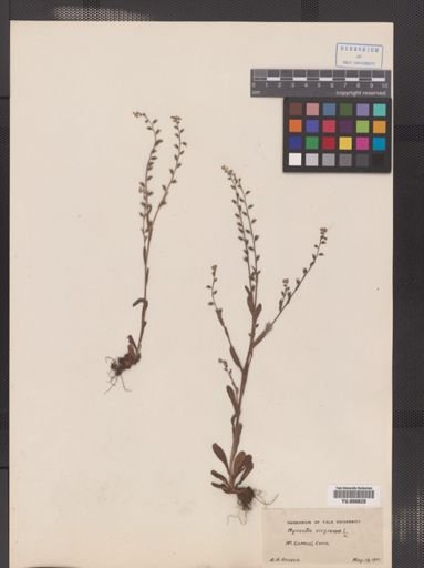 Myosotis virginica