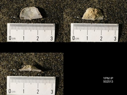 Chonetes granulifer