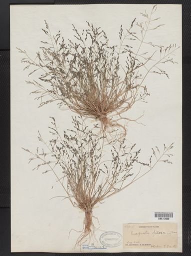 Eragrostis pilosa