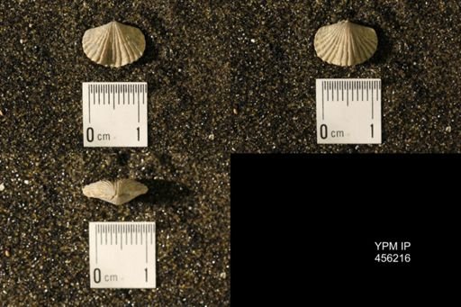 Platystrophia biforata