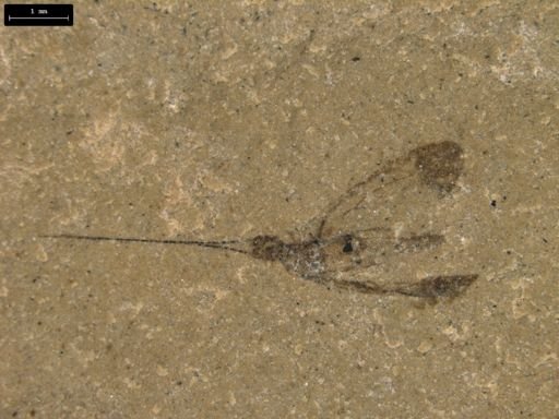 taxon undetermined