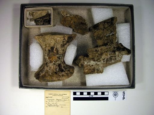 Acrocanthosaurus atokensis