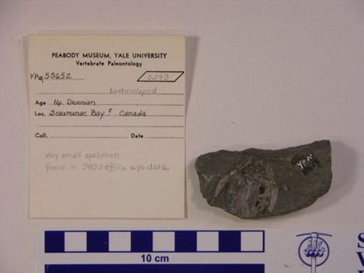 Bothriolepidae