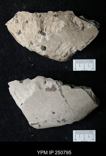 Problematica