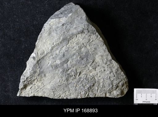 Tentaculites sp.