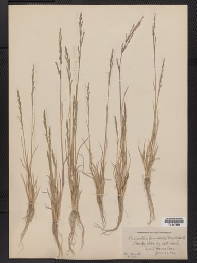 Puccinellia fasciculata