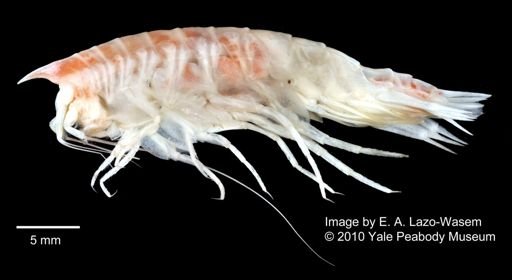Cyphocaris
