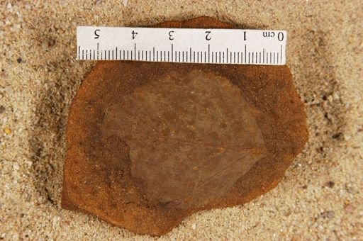 Betulites westii rhomboidalis