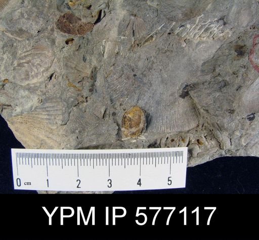 Schuchertella sp.