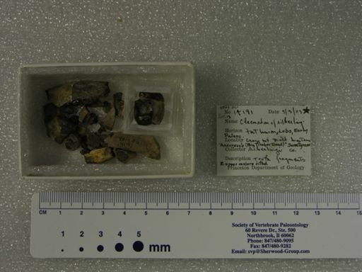 Claenodon silberlingi