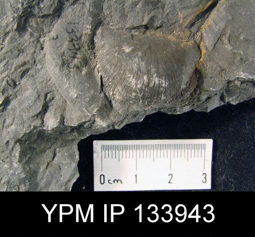 Stropheodonta inaequistriata