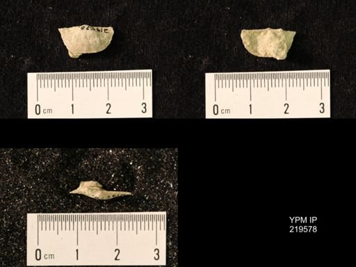 Chonetes granulifer