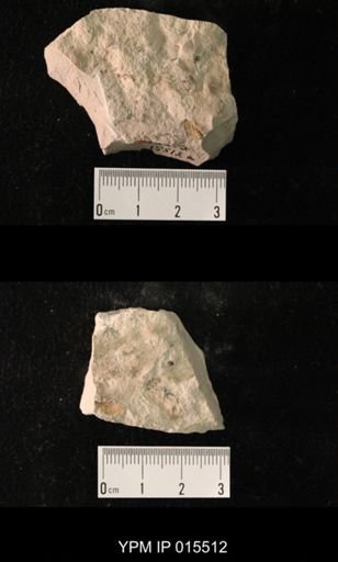 Probnis speciosa