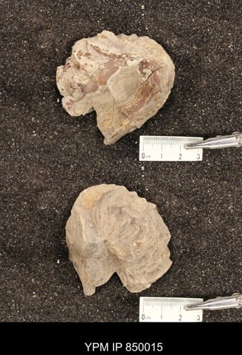 undet. Scaphitidae