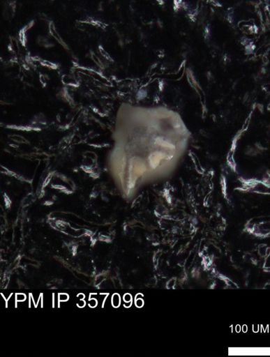 undet. Foraminiferida