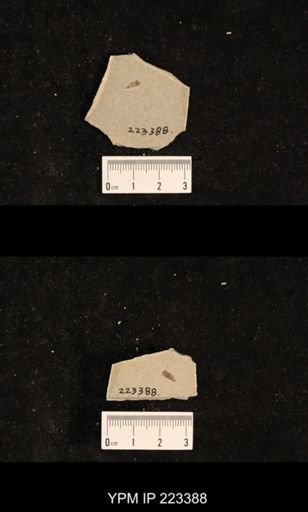 Corixa sp.