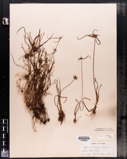 Cyperus grayii