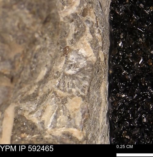 undet. Ammonoidea
