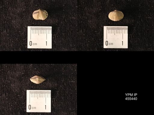 Platystrophia morrowensis