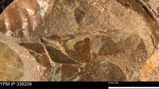 undet. Bivalvia