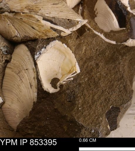 Limopsis? striatopunctatus