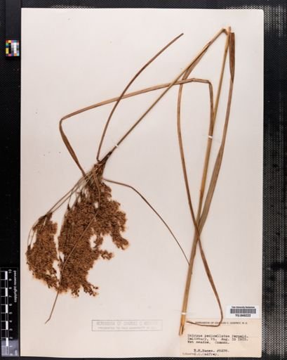 Scirpus pedicellatus