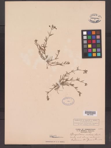 Spergularia rubra