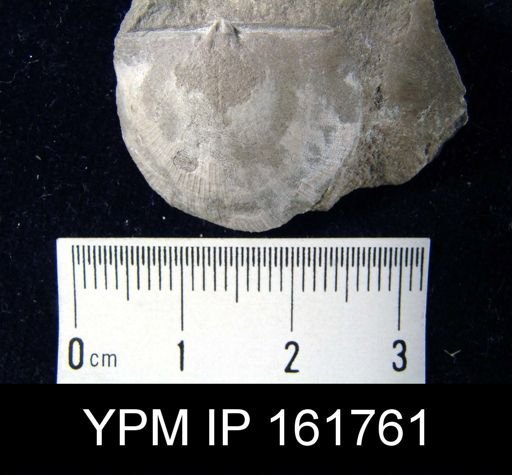 Brachyprion elegantula