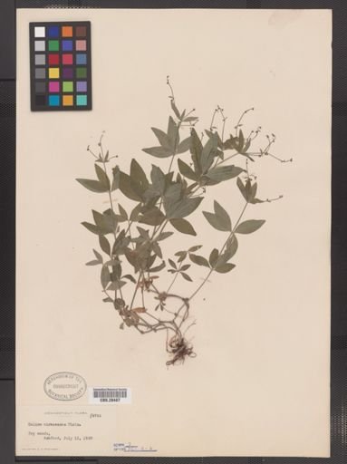 Galium circaezans