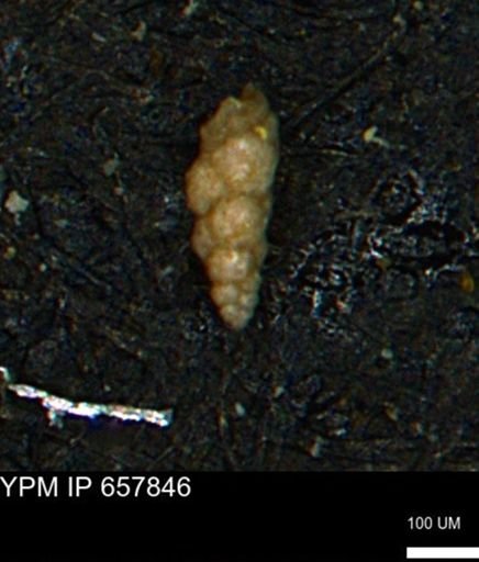 Verneuilinoides kansasensis