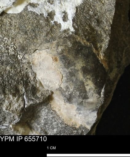 Pseudoptera?
