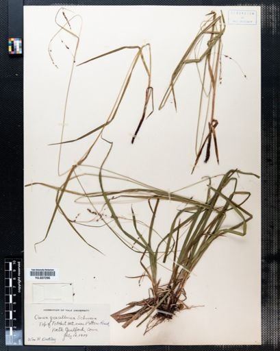 Carex gracillima