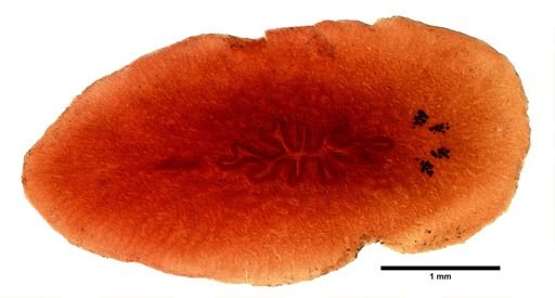 Pleioplana atomata