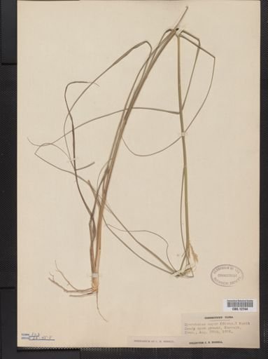 Sporobolus asper