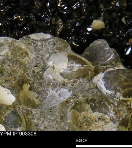 Corbulamella sp.